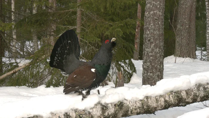 Wood grouse have begun to draw mysterious signs on the snow - My, The nature of Russia, Wood grouse, Leningrad region, Pavel Glazkov, Each creature has a pair, Video, Video VK, Longpost