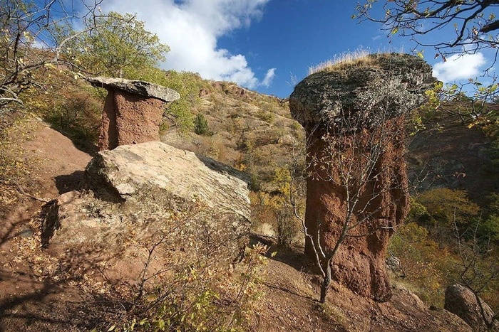 Грибы Сотеры