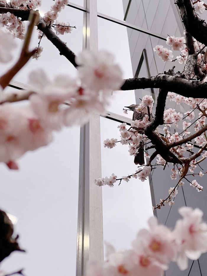 Бюльбюль и слива