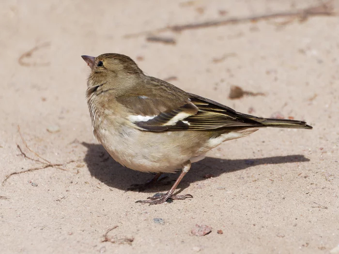 Самка зяблика: «Ну не воробей я!»