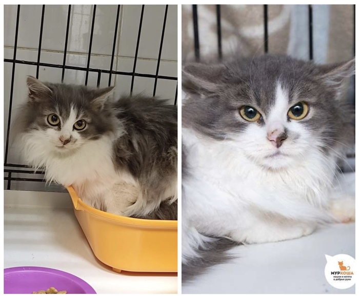  <a href="https://pikabu.ru/story/rubrika_doposle_preobrazheniya_kotikov_v_priyute_12481755?u=https%3A%2F%2Fmurkosha.ru%2Fkotyata%2Fkotausi&t=%D0%9A%D0%BE%D1%82%D0%B0%D1%83%D1%81%D0%B8&h=ef453377f1e1935a0e37f2b802ba099af1010d27" title="https://murkosha.ru/kotyata/kotausi" target="_blank" rel="nofollow noopener"></a>