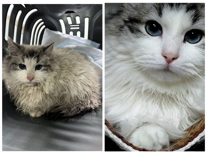  <a href="https://pikabu.ru/story/rubrika_doposle_preobrazheniya_kotikov_v_priyute_12481755?u=https%3A%2F%2Fmurkosha.ru%2Fkotyata%2Falbi&t=%D0%90%D0%BB%D1%8C%D0%B1%D0%B8&h=f8f69457e0fe81732bf6f932fc10d3d60f078bf2" title="https://murkosha.ru/kotyata/albi" target="_blank" rel="nofollow noopener"></a>