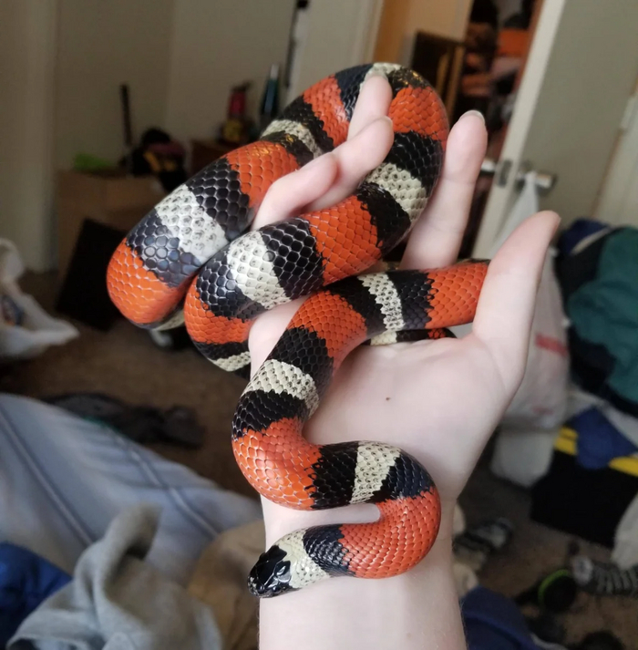 Молочная змея. Фото тоже не моё, у меня только 1 змея, больше не планирую))