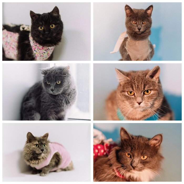 Время вышло... все кошки ищут дом срочно, Саранск. Выпуск в выходные