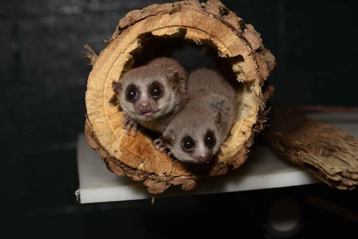 Спячка и голод «омолодили» толстохвостых лемуров Кросспостинг, Pikabu Publish Bot, Новости, Животные, Млекопитающие, Мадагаскар, Telegram (ссылка), Яндекс Дзен (ссылка), ВКонтакте (ссылка), Instagram (ссылка), TikTok (ссылка), Длиннопост