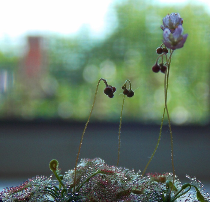 Цветение карликовой австралийской росянки.