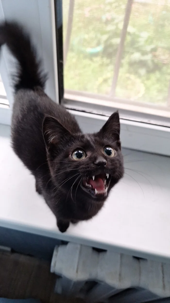 Samuel L Jackson Jr. Says Hello To Everyone - My, cat, Black cat