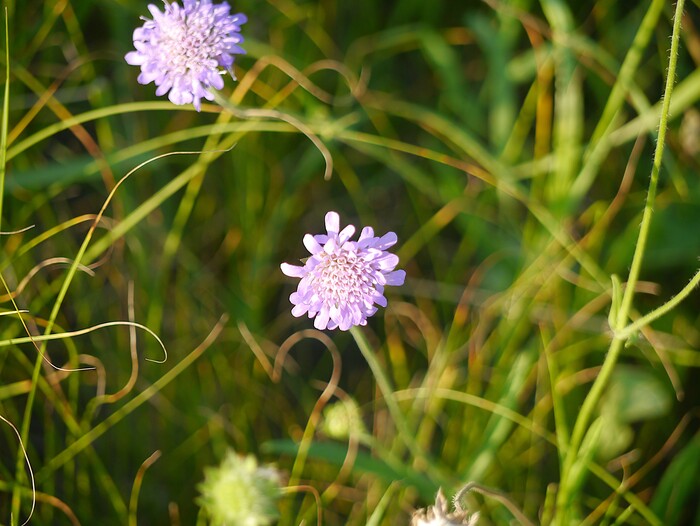 Полевые цветы