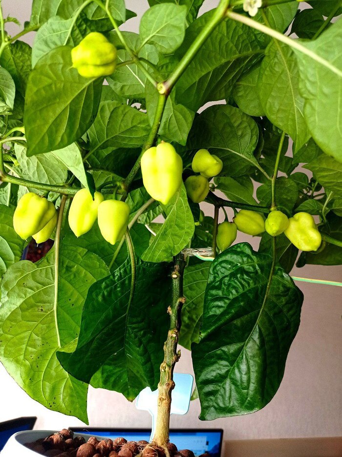 Cкоро пробовать, жрать буду прямо с куста