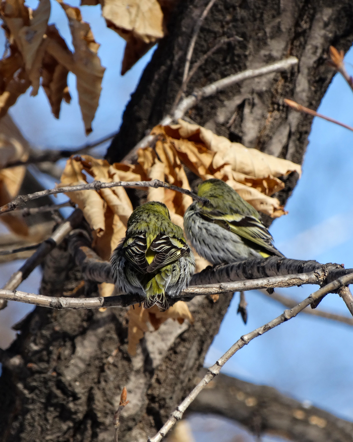 ���� �����