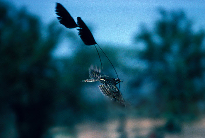 Мальчик: пишет на асфальте «я тебя люблю». Мужчина: превращается в рекламный самолет и оповещает о своих чувствах всю Африку.