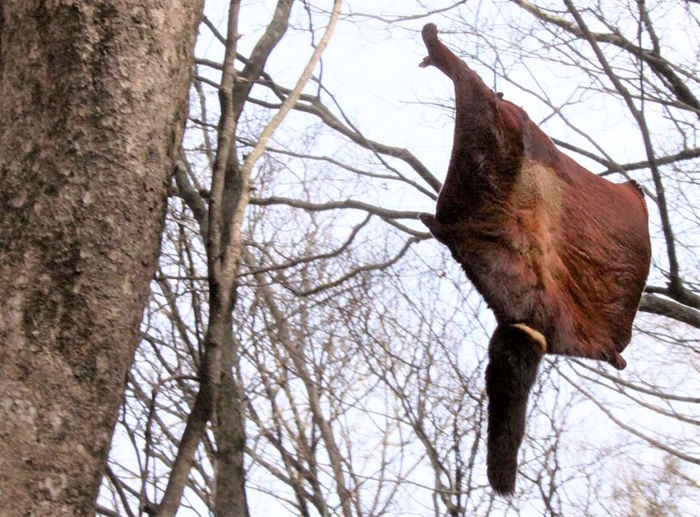 Каждый полёт белки-летяги заканчивается как супергеройское приземление!