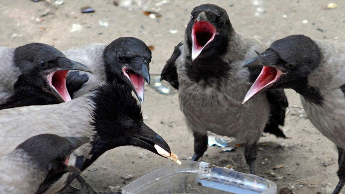 Пацаны, смотрите, прикол с камнем покажу.