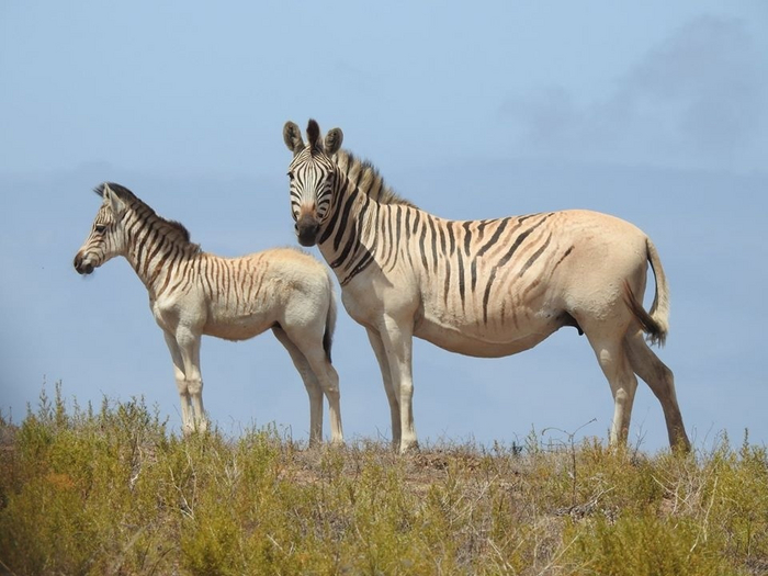      1987 .        :        ,    .