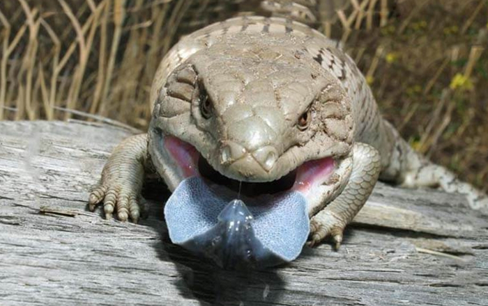 А ну вылезай из воды, а то весь язык уже синий!