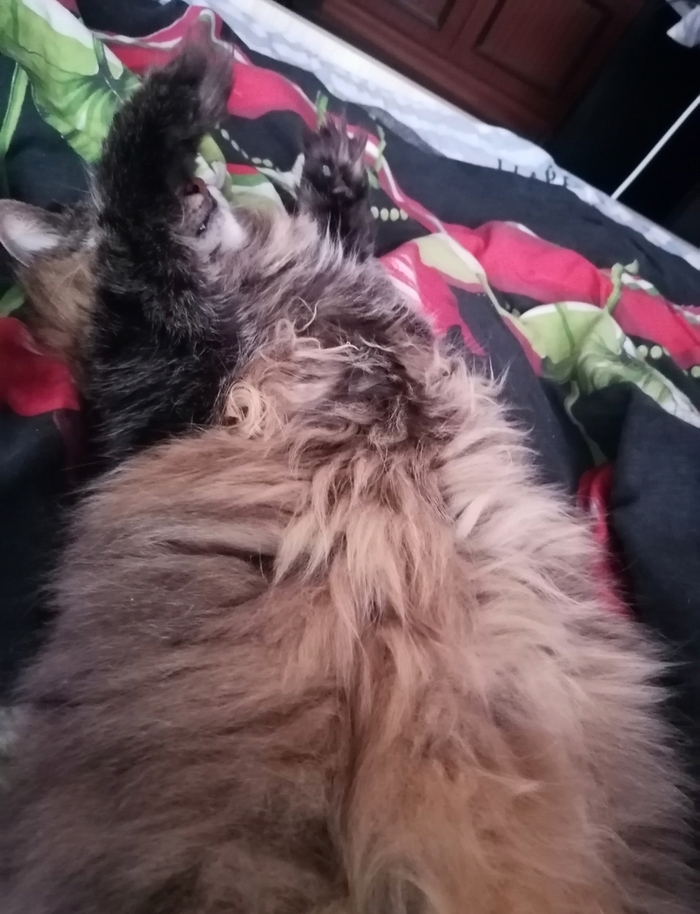 Ответ на пост «Кота больше нет»