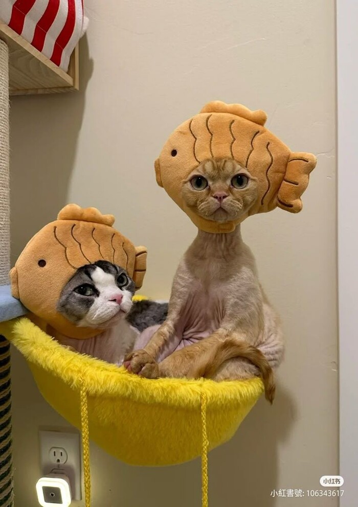 :  ". ()"  7703380158