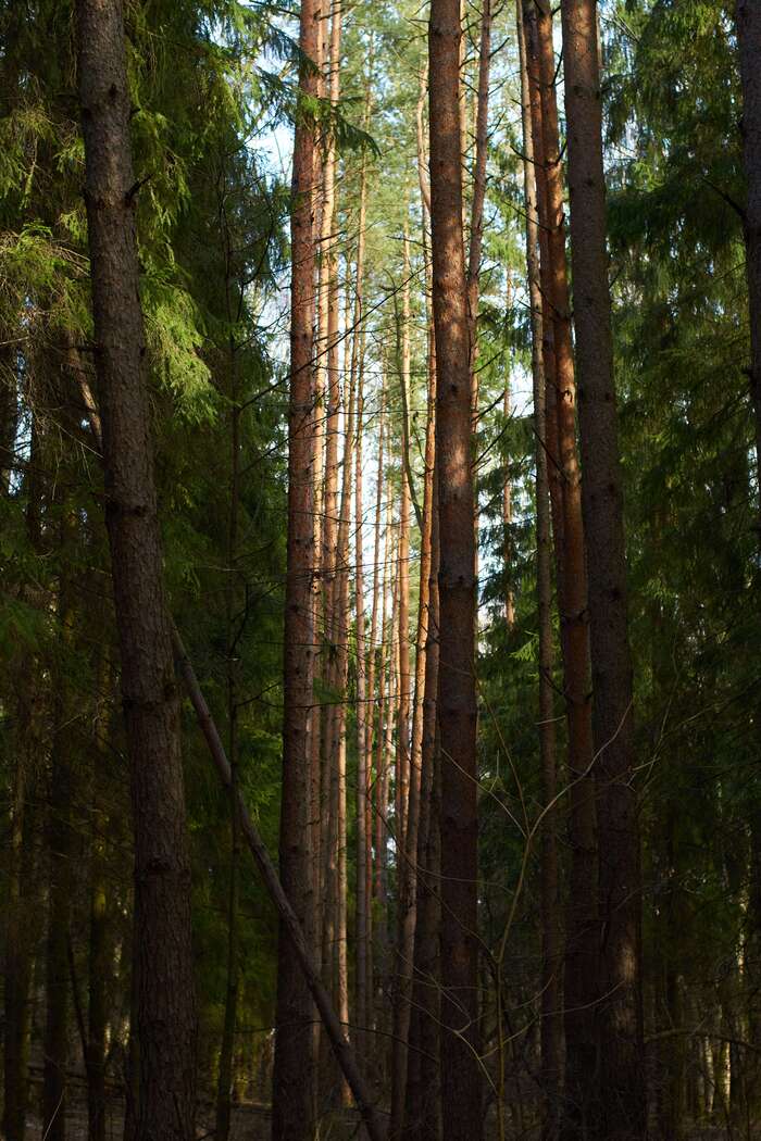 Nikon D5300 + nikkor 1.4 50mm