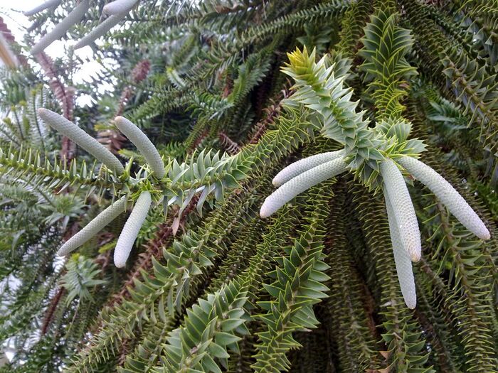    .    <!--noindex--><a href="https://pikabu.ru/story/araukariya_12520722?u=http%3A%2F%2Fkartinki-i-risunki.ru&t=kartinki-i-risunki.ru&h=f9bb0552286965284c37c76e0404182ac9df9360" title="http://kartinki-i-risunki.ru" target="_blank" rel="nofollow noopener">kartinki-i-risunki.ru</a><!--/noindex-->