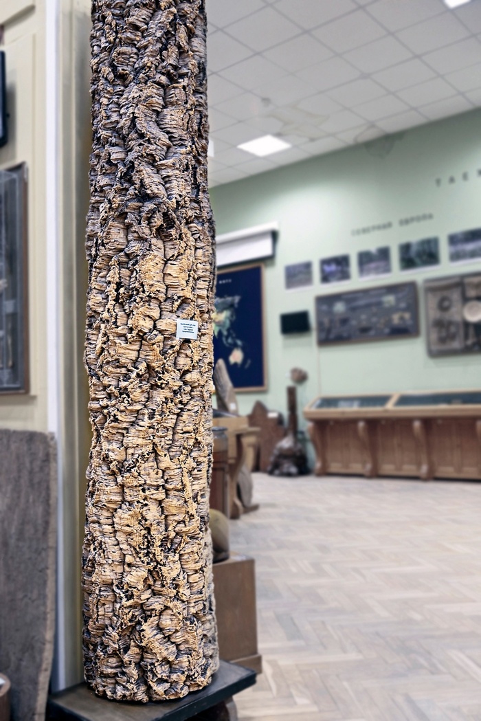 Кора пробкового дуба. Дендрологическая коллекция Ботанического музея БИН РАН.