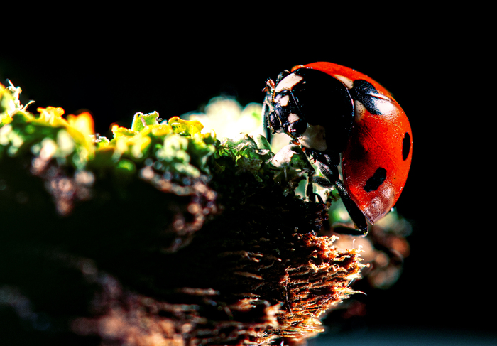 Nikon D7000, Nikkor 105mm (f/10, 1/250s, ISO 100).  8.