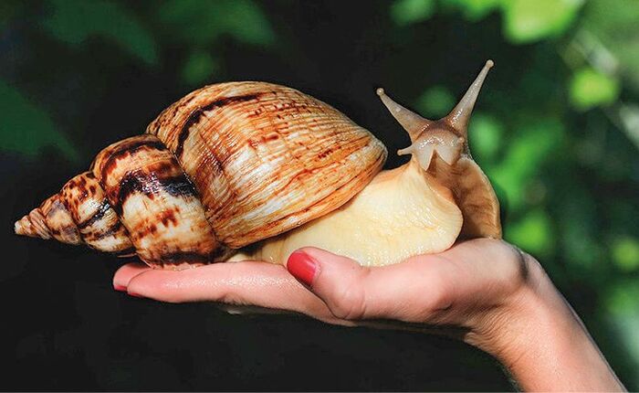 Теперь с ахатиной. Надеюсь, так зайдёт!