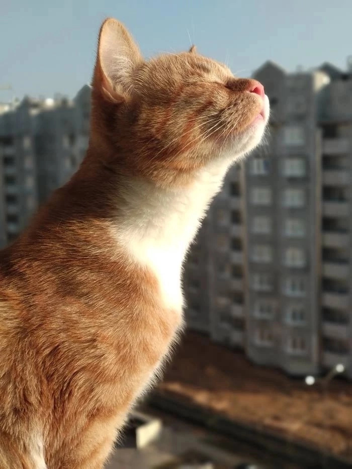 Киса чувствует приближение лета