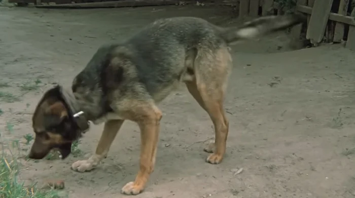 Как снимали фильм Белые росы: кадры со съемок и интересные факты Фото со съемок, Актеры и актрисы, Ностальгия, Классика, Белые росы, Николай Караченцов, Станислав Садальский, Советское кино, Знаменитости, Яндекс Дзен (ссылка), Советские актеры, Фильмы 80-х, Длиннопост Как снимали фильм Белые росы: кадры со съемок и интересные факты Фото со съемок, Актеры и актрисы, Ностальгия, Классика, Белые росы, Николай Караченцов, Станислав Садальский, Советское кино, Знаменитости, Яндекс Дзен (ссылка), Советские актеры, Фильмы 80-х, Длиннопост