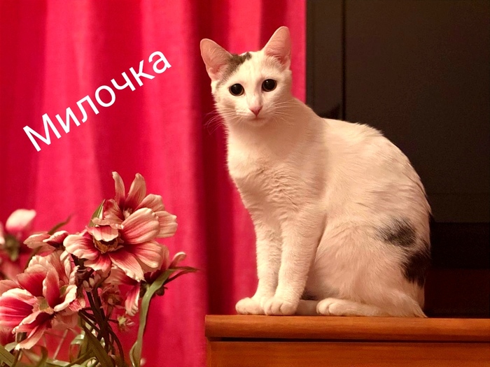 ������� ���� �� �������� � �������.