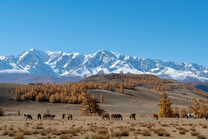 Алтайская осень