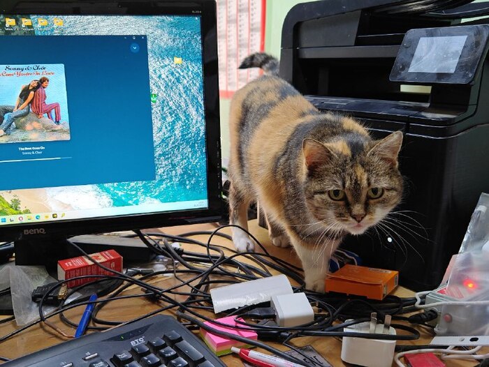 Кабинетная кошка