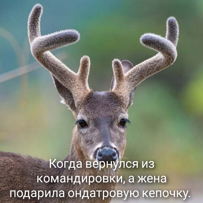 Молодая семья