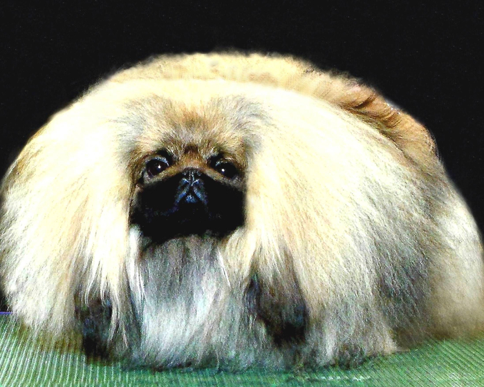 Нет, это не пушистая подушечка. Это императорский пикенес.