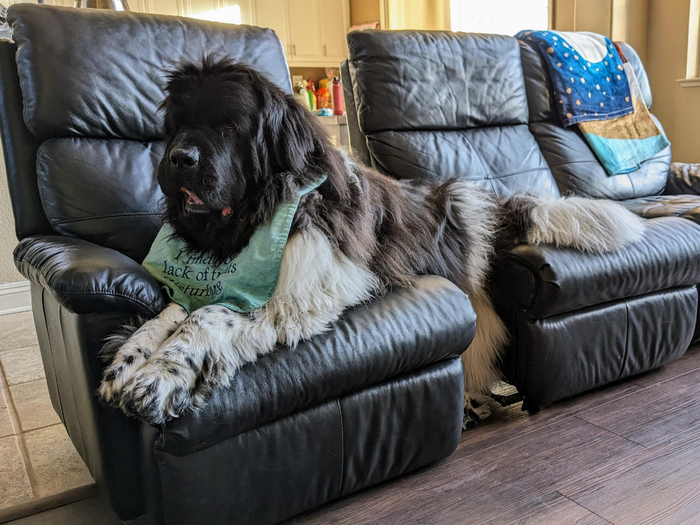 Отдельный диван для хвоста, отдельный — для лап. Вот это я понимаю — жизнь!