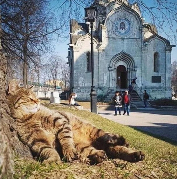 Киса - европейка