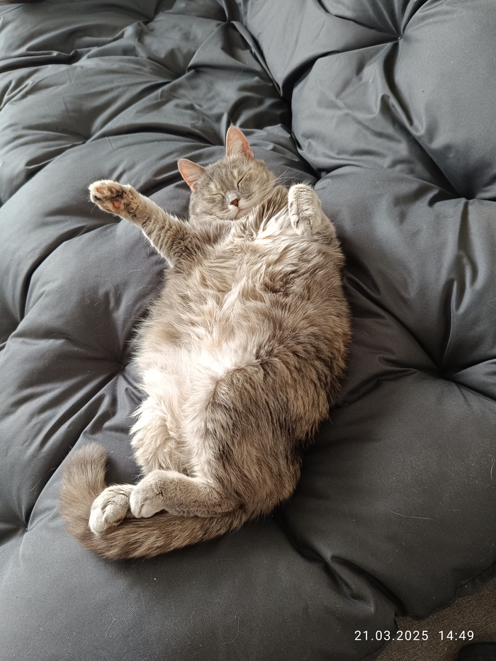 Сонный привет вам от моей котеньки