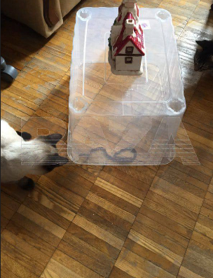 ���� �������� ���� �� �������