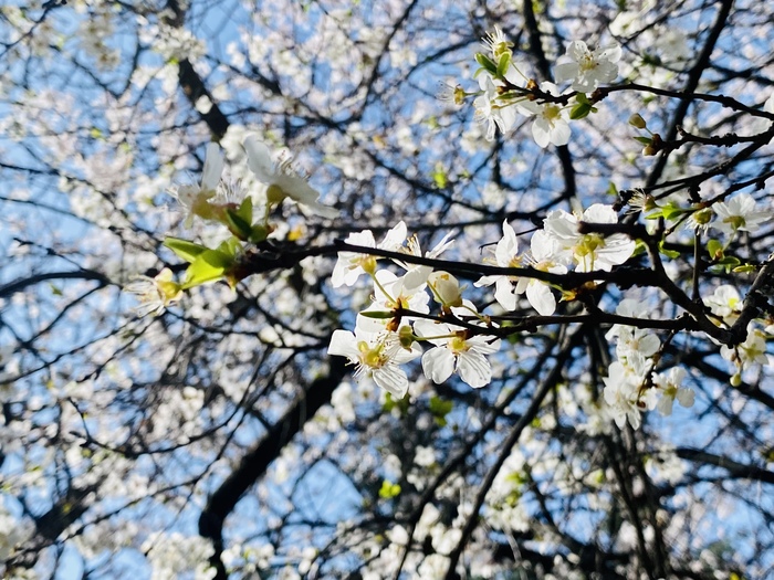 А в Крыму весна!