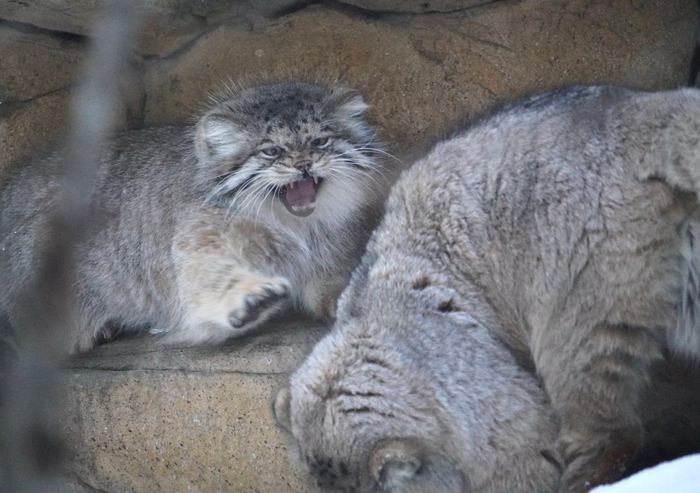 Не дам и не проси!