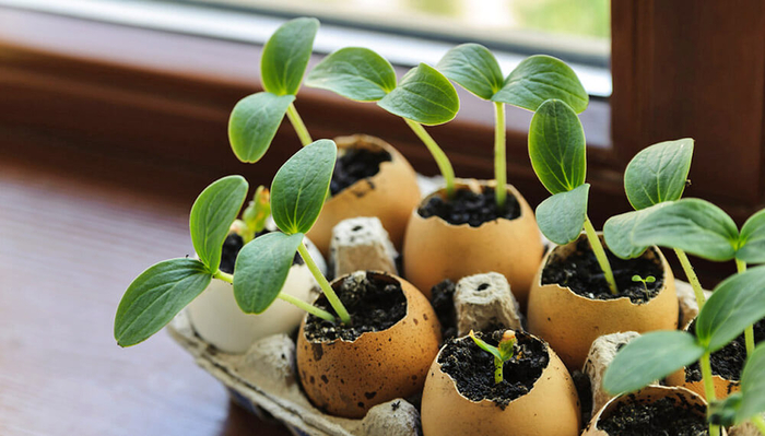 ТОП ошибок при выращивании рассады Садоводство, Растения, Растениеводство, Рассада, Длиннопост