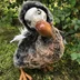 Dodo.Ptenchik