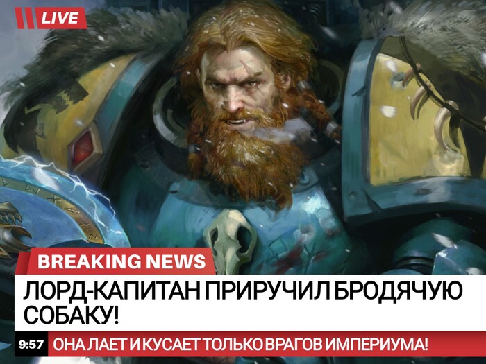 Бродячая собака