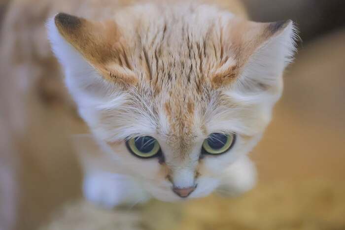 Взгляд исподлобья