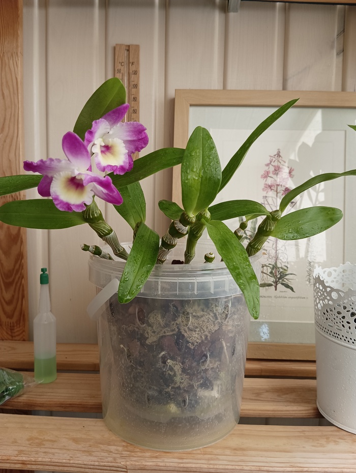 дендробиум. Ароматный, обычно цветет обильно, но тут пока еще набирает силушку