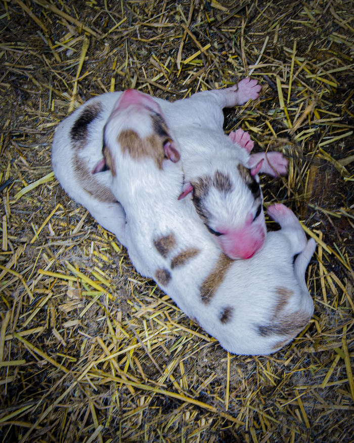 Щенята Амурской лайки 🐕