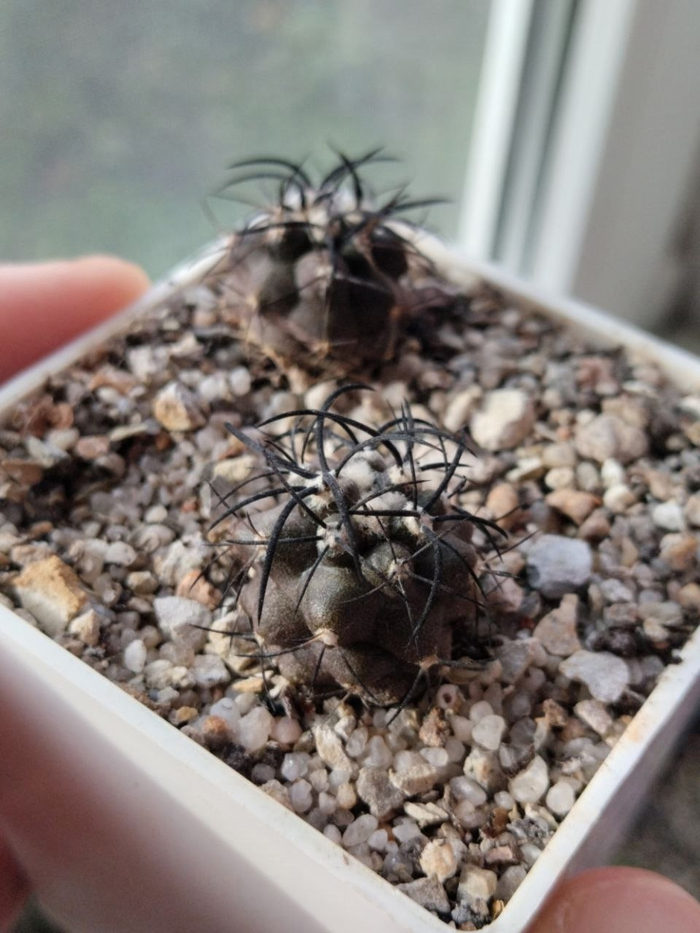  copiapoa griseoviolacea