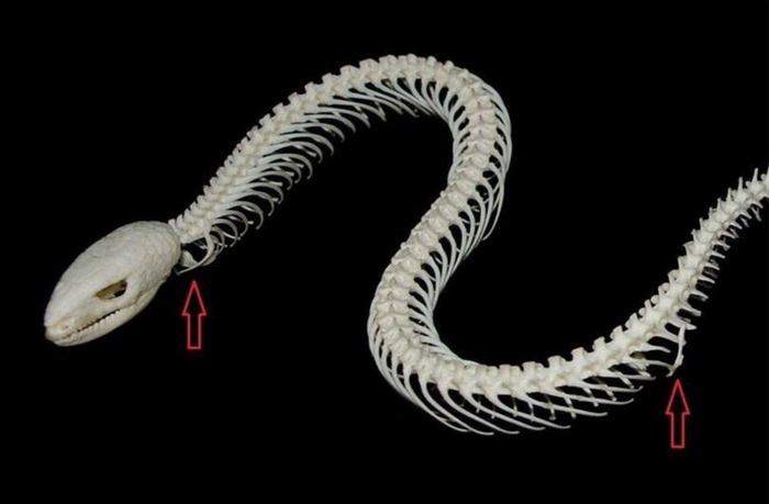 Кстати, на скелете безногой ящерицы можно отчетливо увидеть кости рудиментарных конечностей.