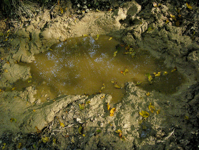 Чем старше хряк, тем больше он в габаритах.