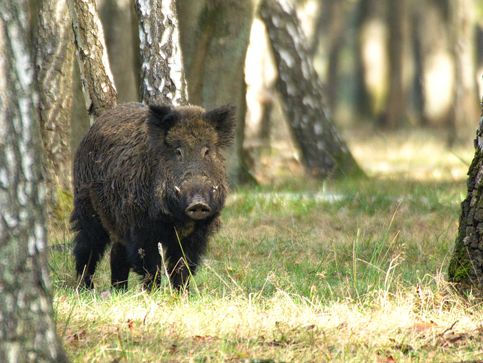 Кабану требуется пара секунд, чтобы сориентироваться в пространстве и сфокусировать зрение на цели.