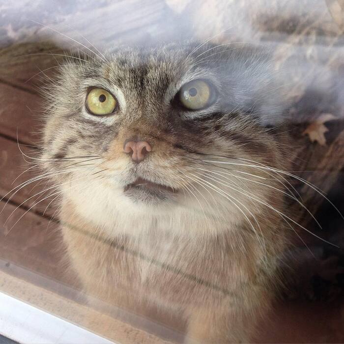 Автор фото <a href="https://pikabu.ru/story/pozdravlyaem_12534610?u=https%3A%2F%2Fwww.instagram.com%2Fp%2FBBFsbdbresB%2F%3Figsh%3DMTA4MWhvMzV0ZXY4Yg%3D%3D&t=millmoutainzoo%20inst&h=296ab5cd1cb1e50ebecfd1f6a64293db95b3e3ed" title="https://www.instagram.com/p/BBFsbdbresB/?igsh=MTA4MWhvMzV0ZXY4Yg==" target="_blank" rel="nofollow noopener">millmoutainzoo inst</a>